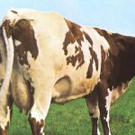 atom heart mother pink floyd