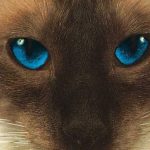 cheshire cat blink 182